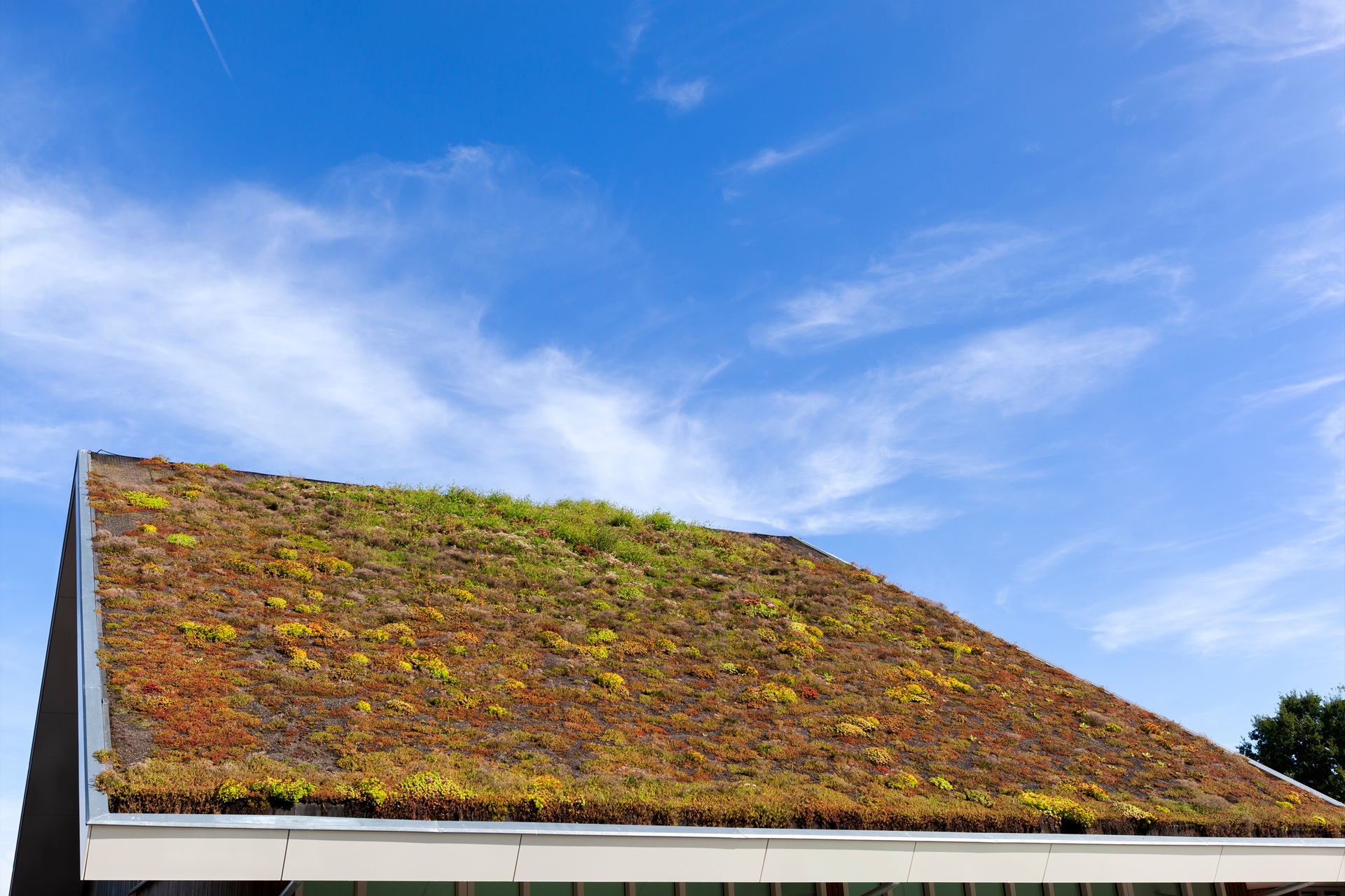 Schräges Dach mit Sedum-Bepflanzung unter blauem Himmel | Gründach