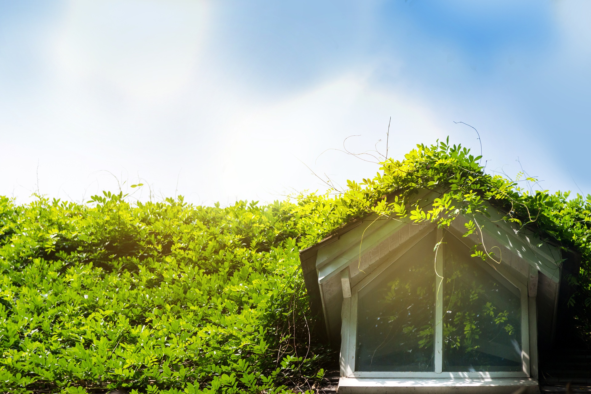 Dachgaube auf steilem Dach mit dichter Begrünung | Gründach